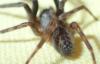 Segestria florentina